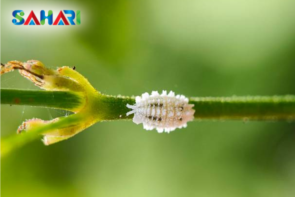 Tổng quan về rệp sáp: Đối tượng dịch hại khó trị bậc nhất
