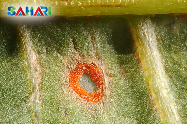  Quy trình phối hợp thực chiến từ Sahari (SOP)