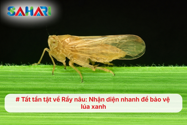 Tất tần tật về Rầy nâu: Nhận diện nhanh để bảo vệ lúa xanh