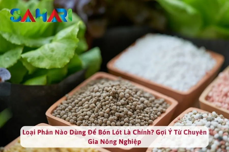 Loại Phân Nào Dùng Để Bón Lót Là Chính? Gợi Ý Từ Chuyên Gia Nông Nghiệp