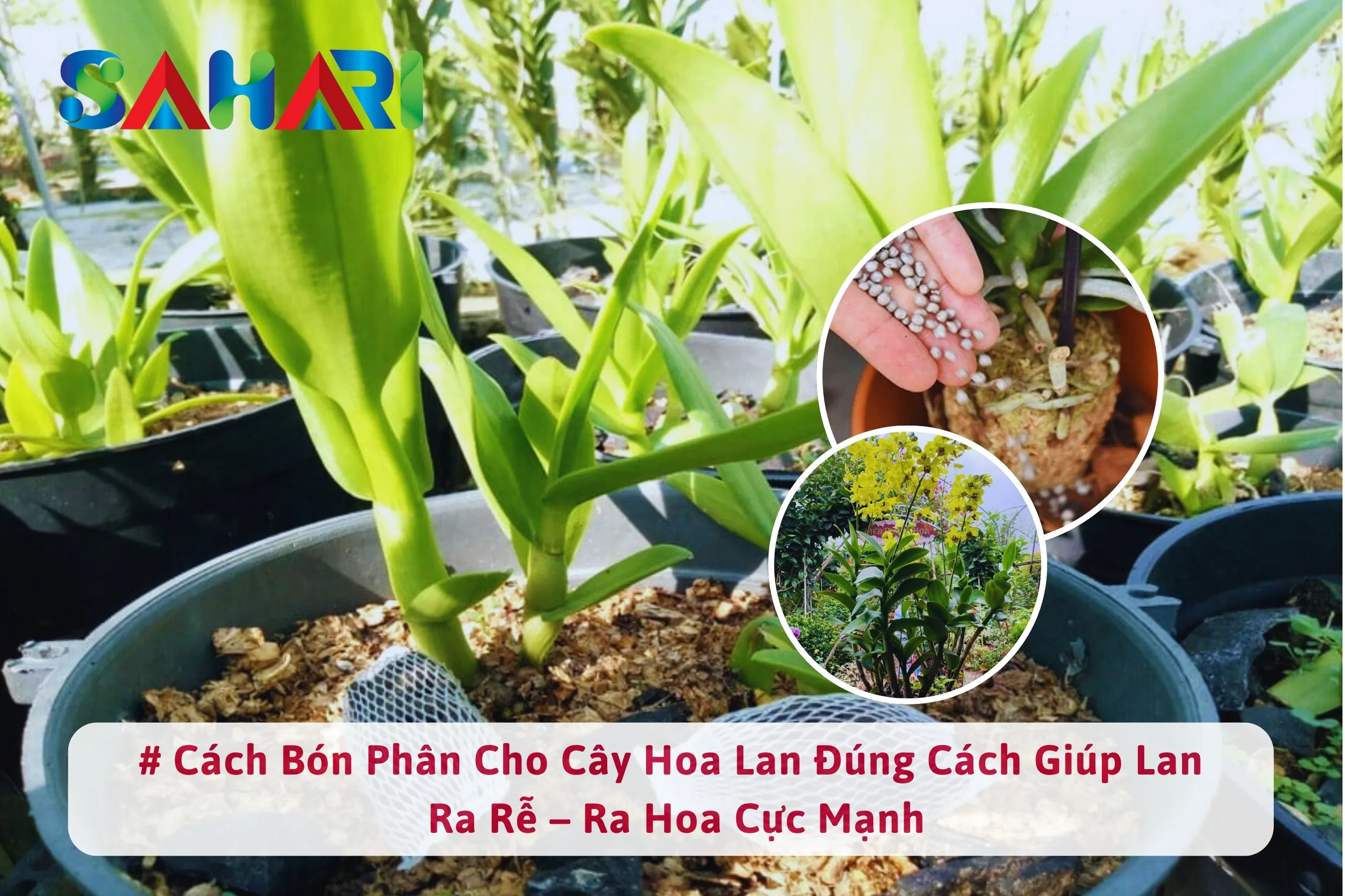  CÁCH BÓN PHÂN CHO CÂY HOA LAN ĐÚNG CÁCH GIÚP LAN RA RỄ – RA HOA CỰC MẠNH
