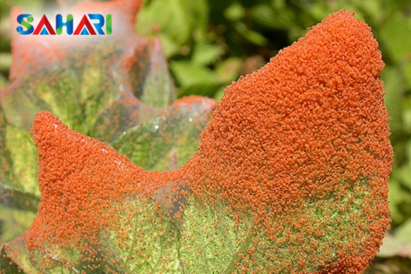 Câu hỏi thường gặp