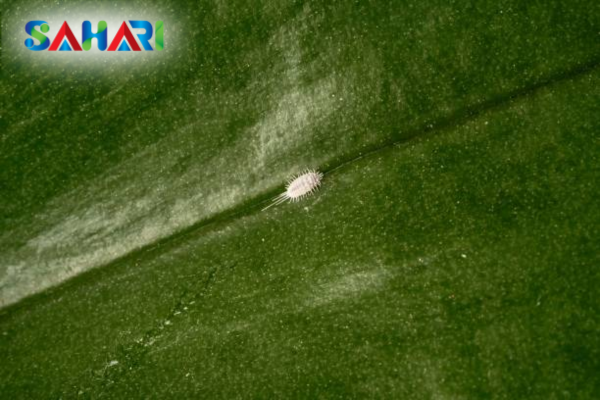 Những lưu ý "sống còn" khi xử lý rệp sáp cà phê mùa khô