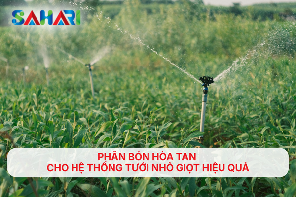 PHÂN BÓN HÒA TAN CHO HỆ THỐNG TƯỚI NHỎ GIỌT HIỆU QUẢ