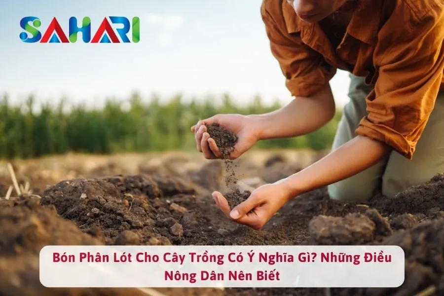 Bón Phân Lót Cho Cây Trồng Có Ý Nghĩa Gì? Những Điều Nông Dân Nên Biết