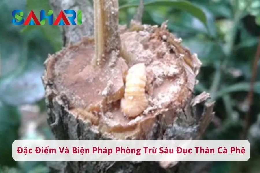 #1 Đặc Điểm Sâu Đục Thân Cà Phê Và Biện Pháp Phòng Trừ Sâu