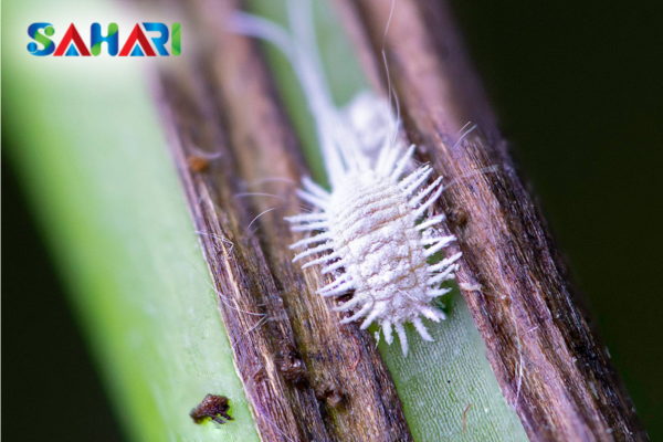 Câu hỏi thường gặp (FAQ)