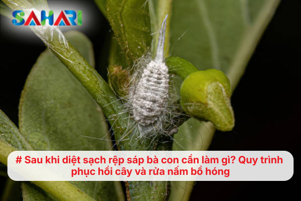 Sau khi diệt sạch rệp sáp bà con cần làm gì? Quy trình phục hồi cây và rửa nấm bồ hóng