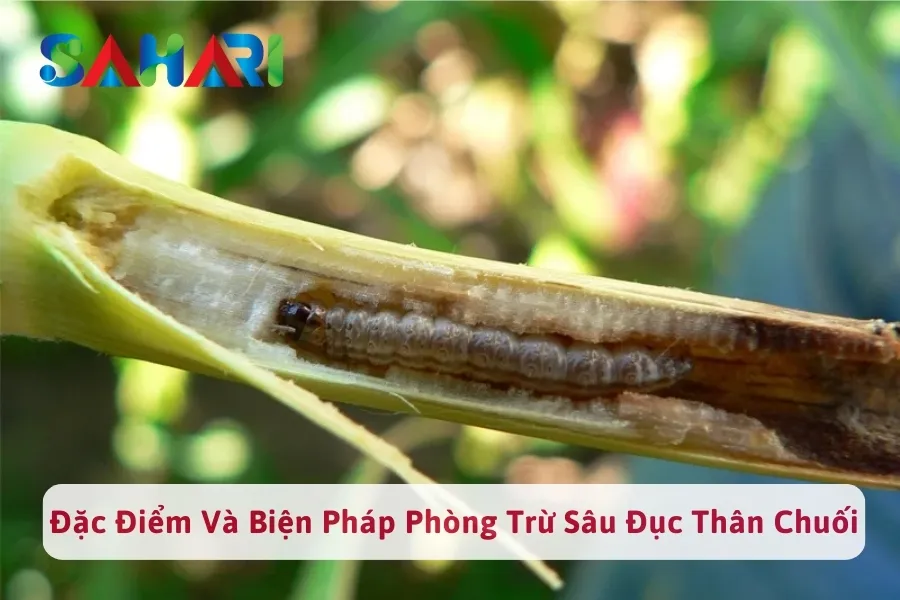 #1 Đặc Điểm Sâu Đục Thân Chuối Và Biện Pháp Phòng Trừ Sâu