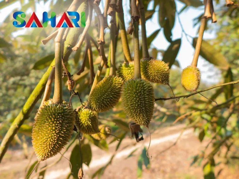 Sử dụng sau đậu trái non
