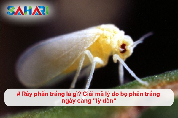 Rầy phấn trắng là gì? Giải mã lý do bọ phấn trắng ngày càng lỳ đòn