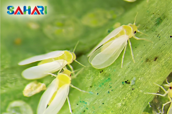 Chiến lược quản lý rầy phấn trắng bằng danh mục hoạt chất IRAC