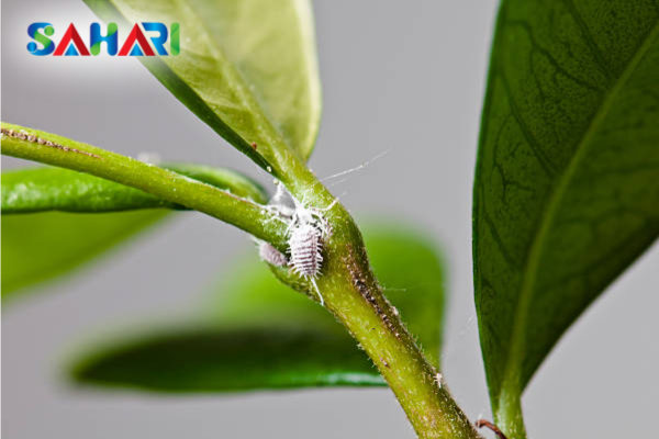 Câu hỏi thường gặp (FAQ)