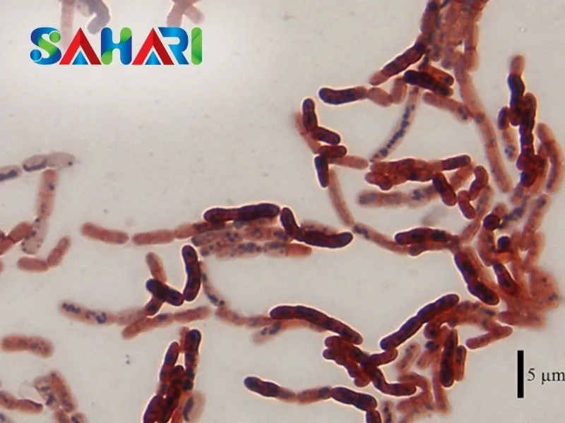 Bacillus megaterium