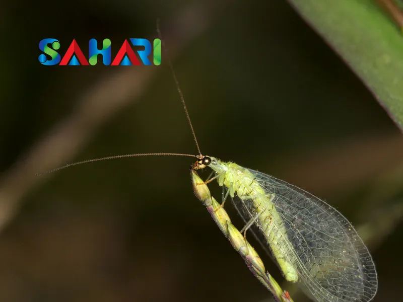 bọ cánh gân (Chrysopa carnea).