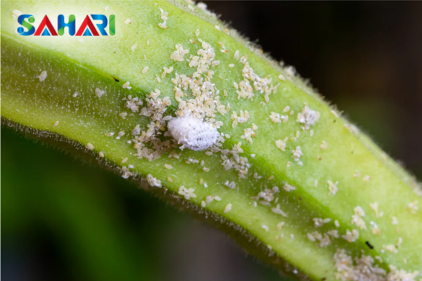 Rệp sáp là gì và tại sao chúng bùng phát theo mùa?