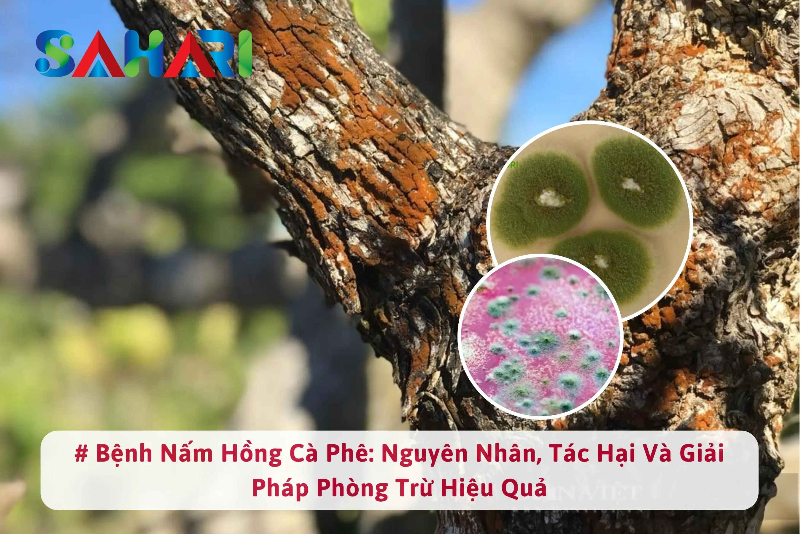 BỆNH NẤM HỒNG CÀ PHÊ: NGUYÊN NHÂN, TÁC HẠI VÀ GIẢI PHÁP PHÒNG TRỪ HIỆU QUẢ