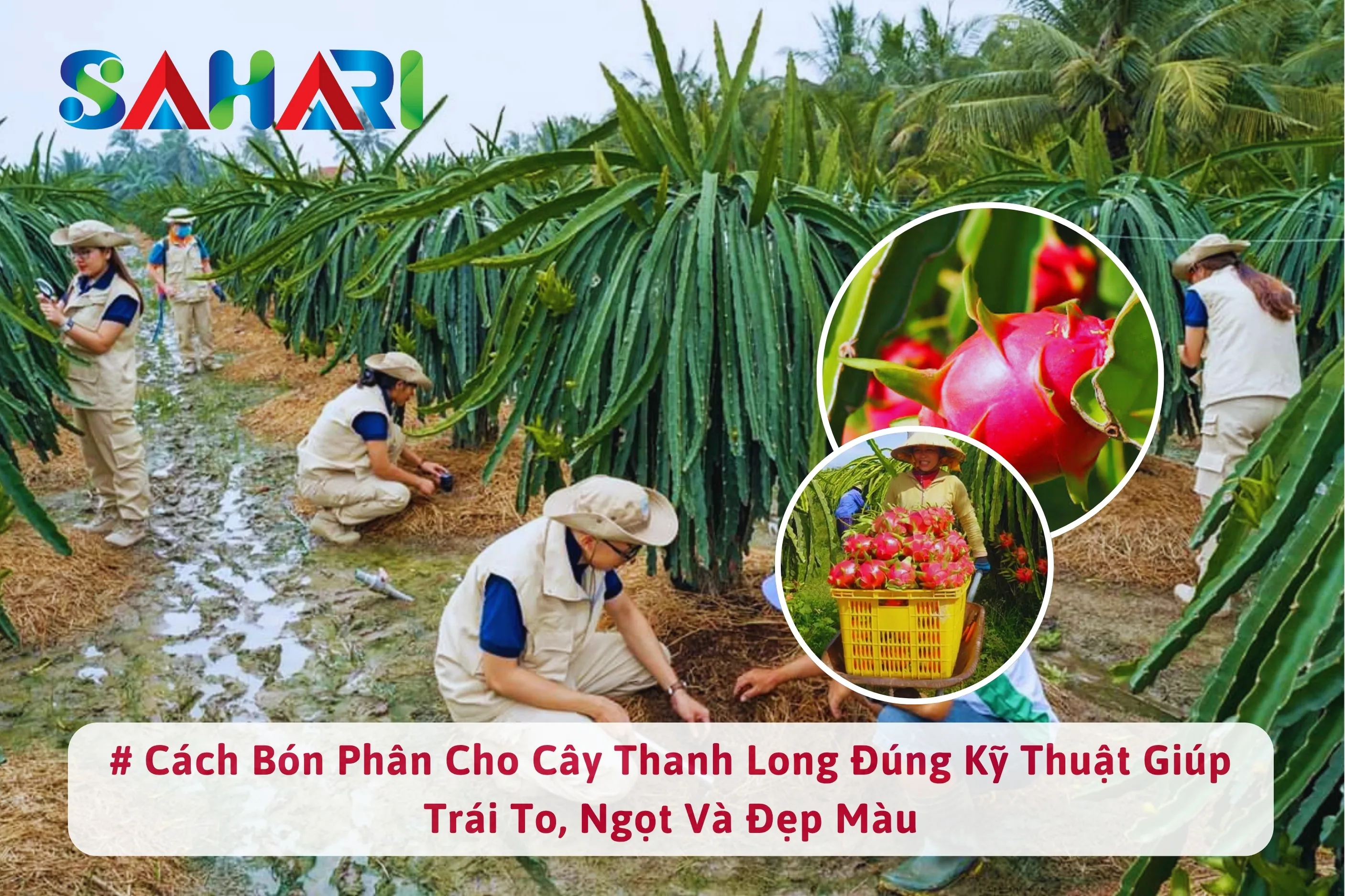CÁCH BÓN PHÂN CHO CÂY THANH LONG ĐÚNG KỸ THUẬT GIÚP TRÁI TO, NGỌT VÀ ĐẸP MÀU