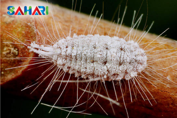 Rệp sáp sọc (Ferrisia virgata) – Rệp "hai đuôi" sọc đen