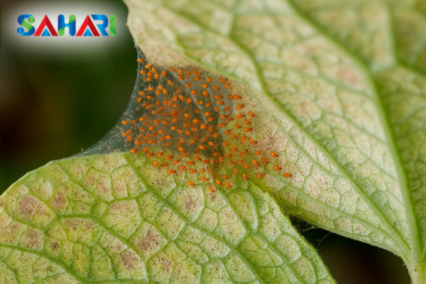 "Ngòi nổ" kích nổ dịch nhện đỏ: Khi nào chúng tấn công mạnh nhất?