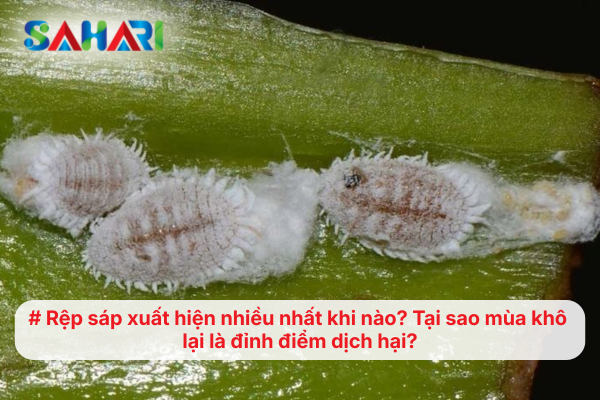 Rệp sáp xuất hiện nhiều nhất khi nào? Tại sao mùa khô lại là đỉnh điểm dịch hại?