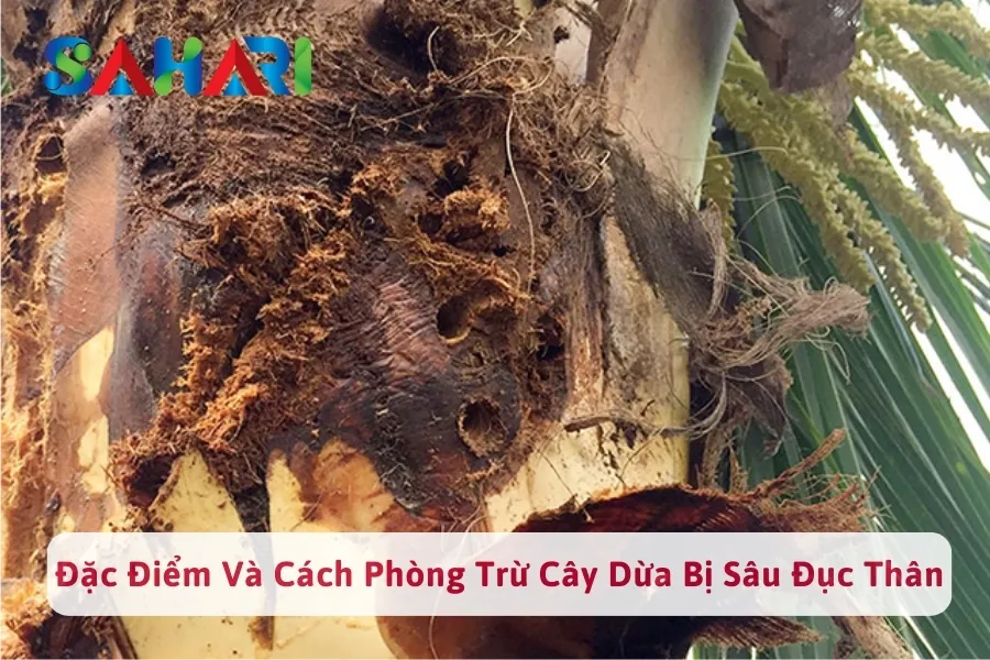 #1 Đặc Điểm Và Biện Pháp Phòng Trừ Cây Dừa Bị Sâu Đục Thân