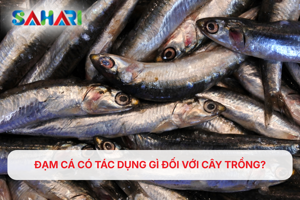ĐẠM CÁ CÓ TÁC DỤNG GÌ ĐỐI VỚI CÂY TRỒNG?