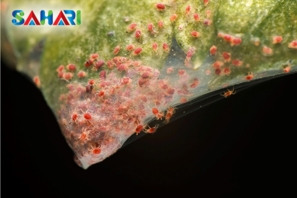 Tại sao mùa khô là thời điểm nhện đỏ bùng phát mạnh mẽ?