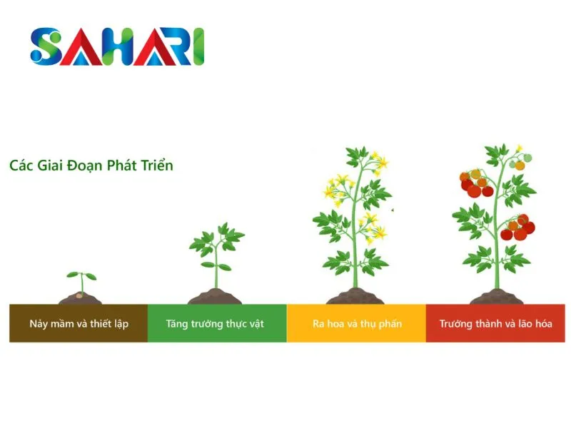 Dùng định kỳ theo giai đoạn cây