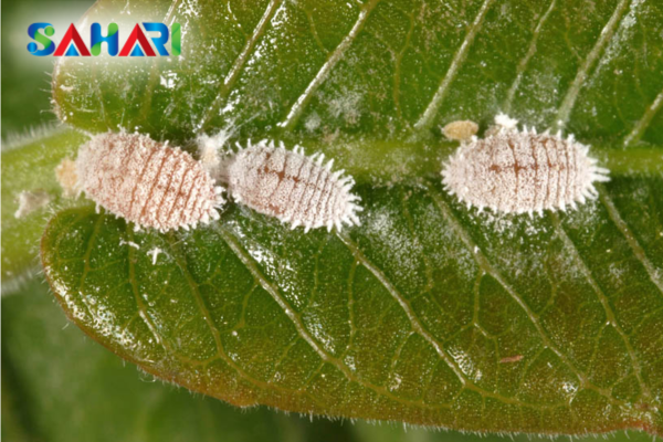 Tác động của thời tiết cực đoan (ENSO) đến lịch bùng phát