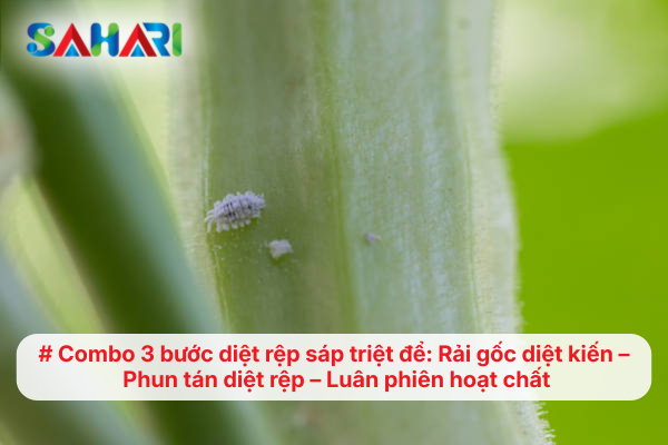 Combo 3 bước diệt rệp sáp triệt để: Rải gốc diệt kiến – Phun tán diệt rệp – Luân phiên hoạt chất