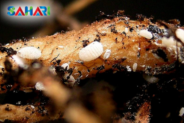 Dấu hiệu 2: Tấn công âm thầm dưới lòng đất (Rệp sáp rễ)