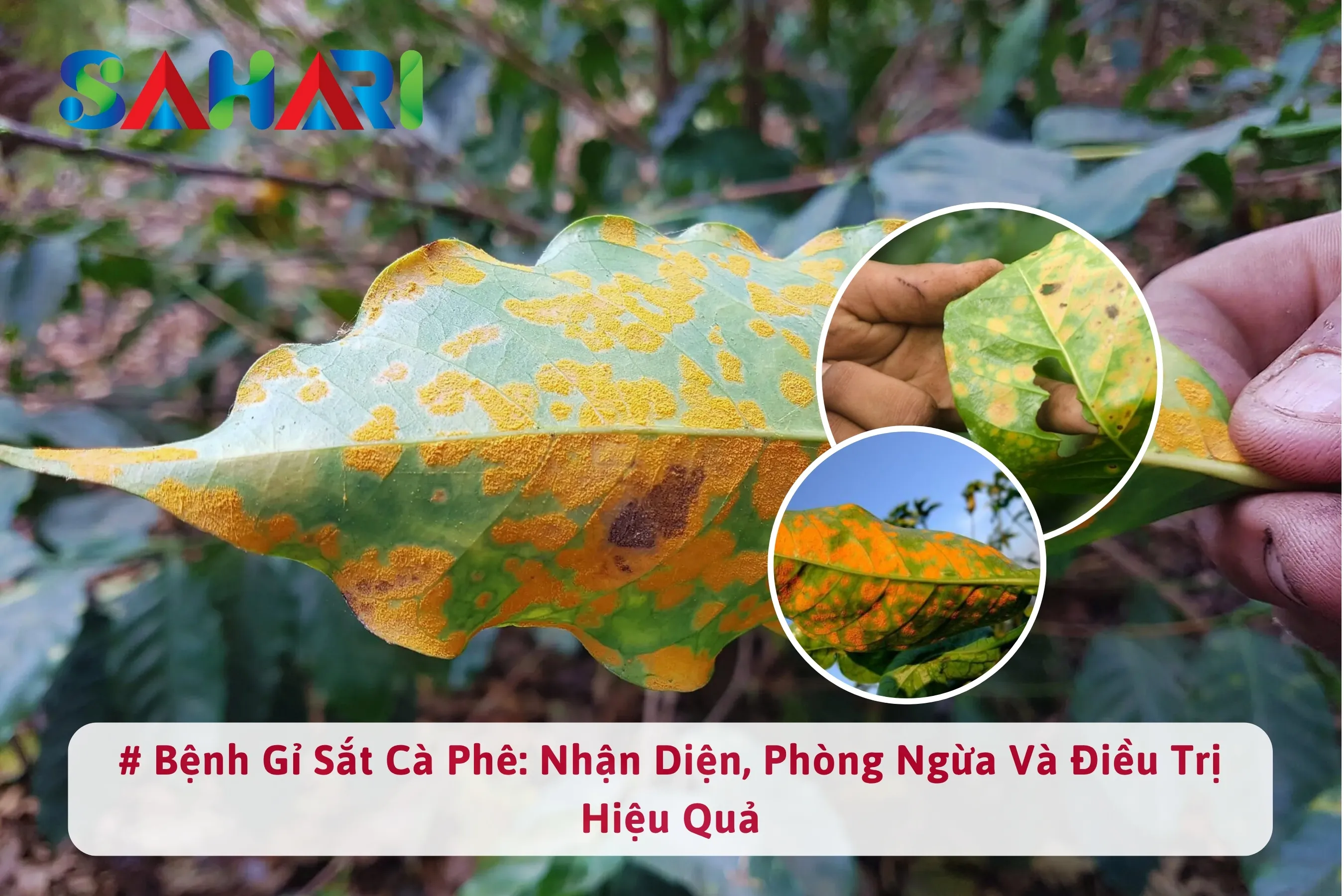 BỆNH GỈ SẮT CÀ PHÊ: NHẬN DIỆN, PHÒNG NGỪA VÀ ĐIỀU TRỊ HIỆU QUẢ