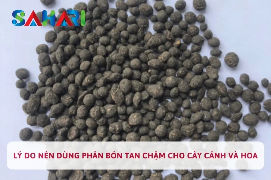 Lý Do Nên Dùng Phân Bón Tan Chậm Cho Cây Cảnh Và Hoa