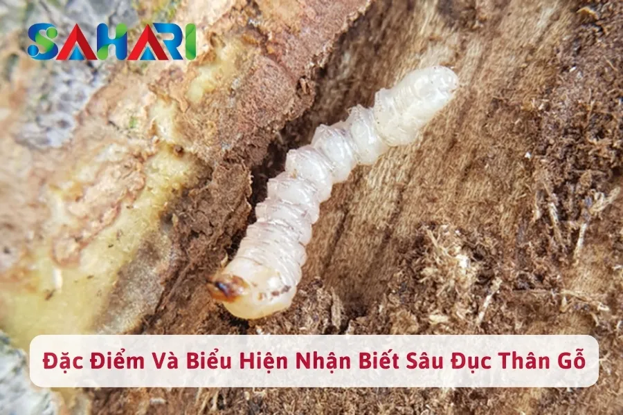 #1 Đặc Điểm Và Biểu Hiện Nhận Biết Sâu Đục Thân Gỗ Hiện Nay