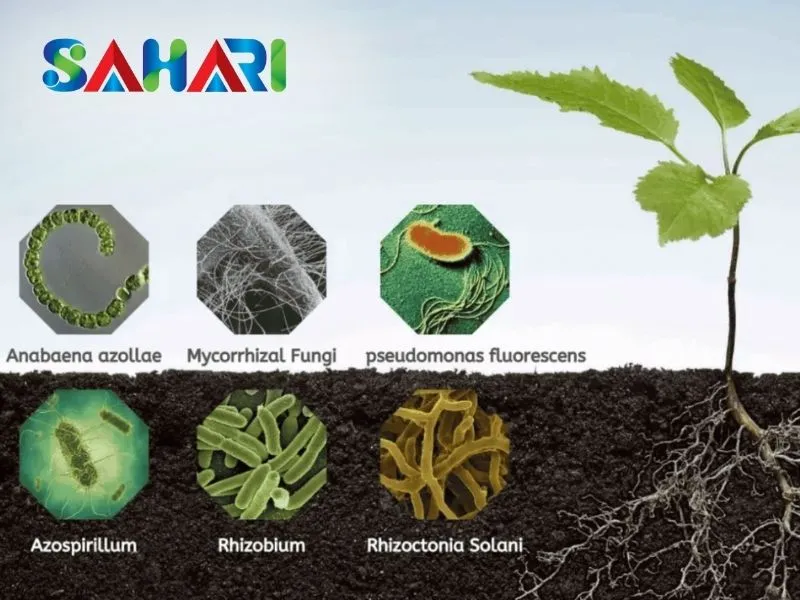 Phân vi sinh vật