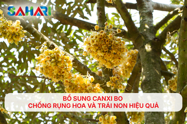 BỔ SUNG CANXI BO CHỐNG RỤNG HOA VÀ TRÁI NON HIỆU QUẢ