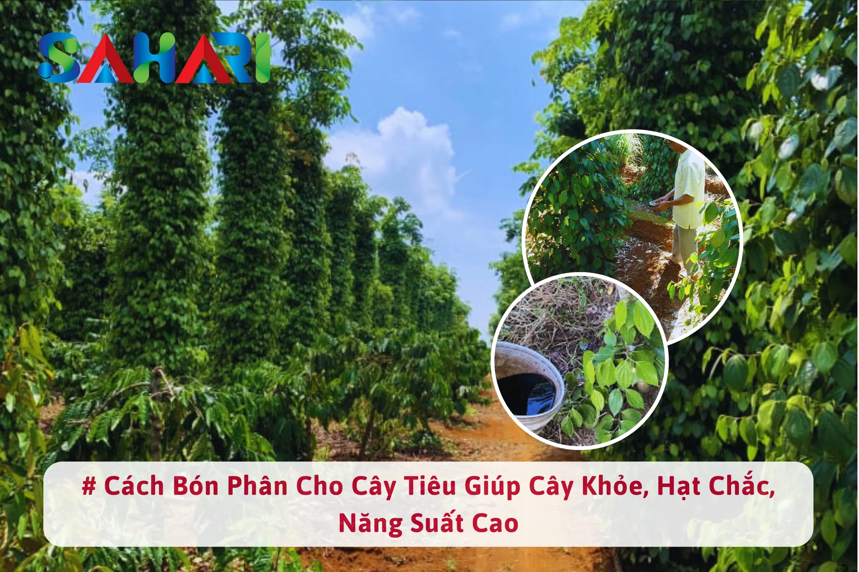 CÁCH BÓN PHÂN CHO CÂY TIÊU GIÚP CÂY KHỎE, HẠT CHẮC, NĂNG SUẤT CAO