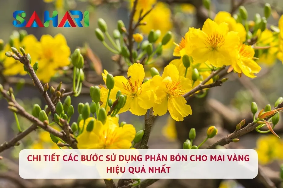 Chi Tiết Các Bước Sử Dụng Phân Bón Cho Mai Vàng Hiệu Quả Nhất