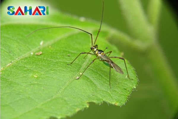 FAQ – Câu hỏi thường gặp về bọ xít muỗi