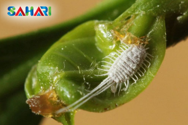  Tận dụng thiên địch để kiểm soát bền vững