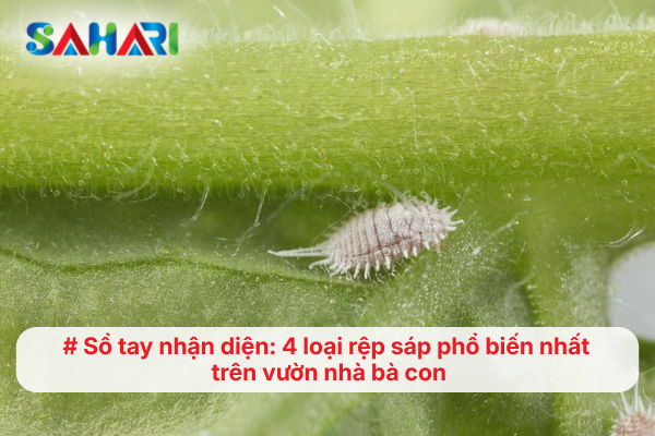Sổ tay nhận diện: 4 loại rệp sáp phổ biến nhất trên vườn nhà bà con