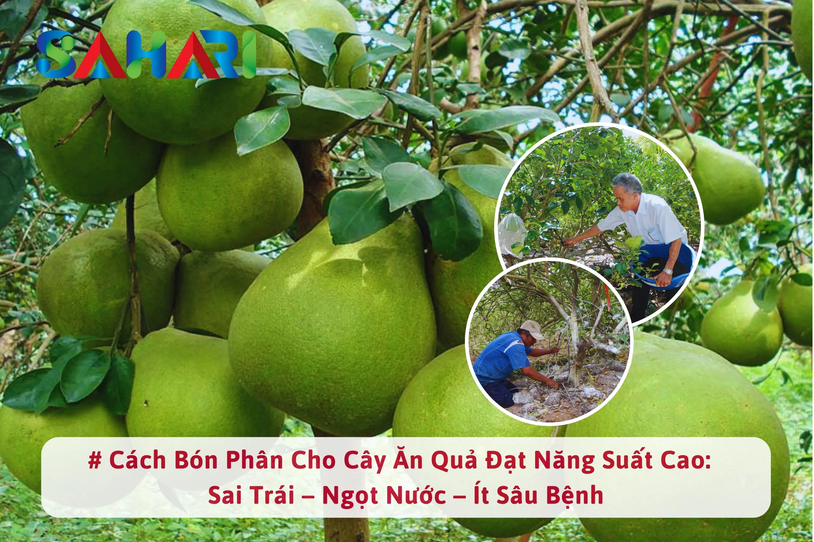 CÁCH BÓN PHÂN CHO CÂY ĂN QUẢ ĐẠT NĂNG SUẤT CAO: SAI TRÁI – NGỌT NƯỚC – ÍT SÂU BỆNH