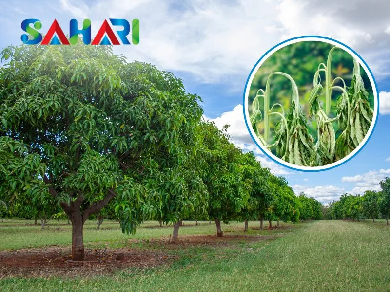 Hồi phục nhanh sau thu hoạch hoặc điều kiện khắc nghiệt 