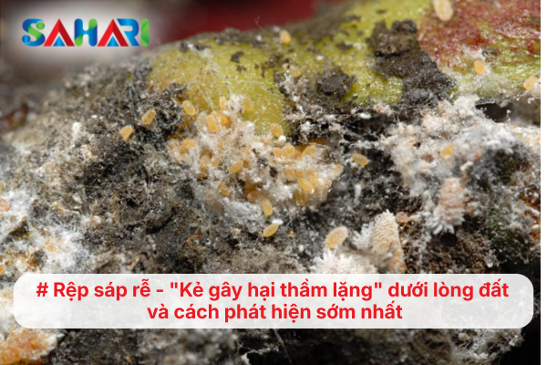 Rệp sáp rễ - 'Kẻ giết người thầm lặng' dưới lòng đất và cách phát hiện sớm nhất