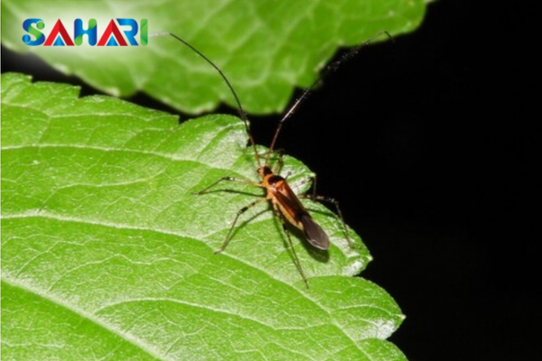 Công thức "Thế hệ mới" – Khắc tinh của bọ xít muỗi lỳ thuốc