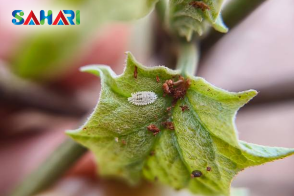 Giải mã các giai đoạn trong vòng đời rệp sáp