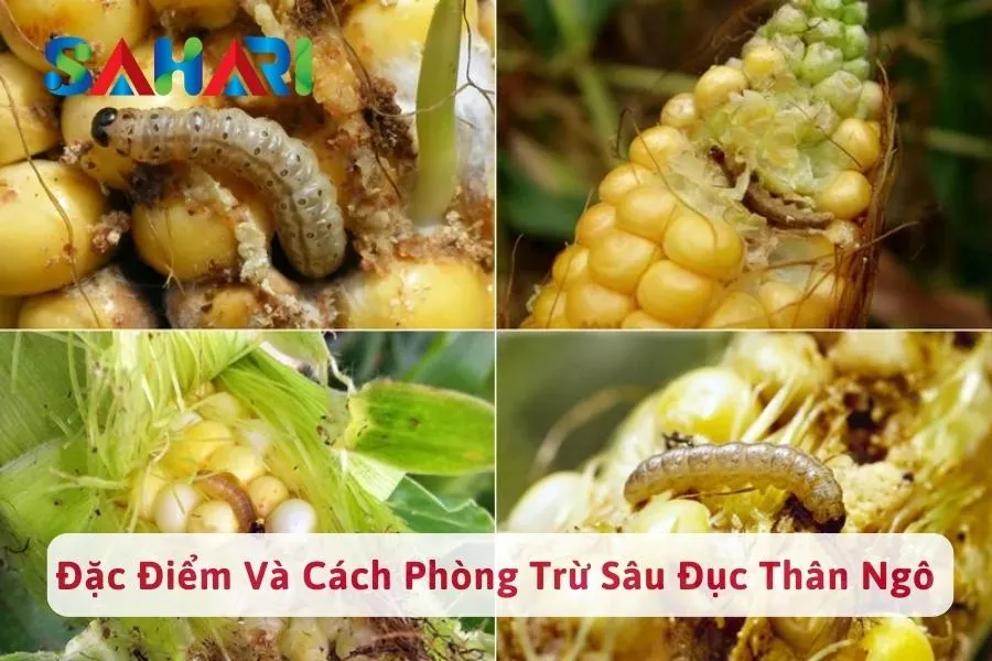 #1 Đặc Điểm Sâu Đục Thân Ngô & Cách Phòng Trừ Hiệu Quả