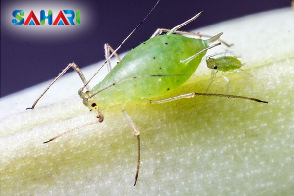 Rệp muội là gì? Đặc điểm nhận diện và tập tính