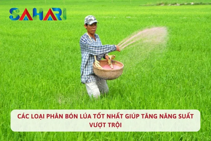 Các Loại Phân Bón Lúa Tốt Nhất Giúp Tăng Năng Suất Vượt Trội